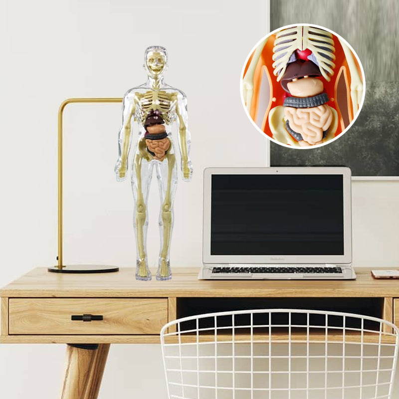 Gluschwein - Kinderanatomiemodell Skelett 3D-Modell des menschlichen Torsos