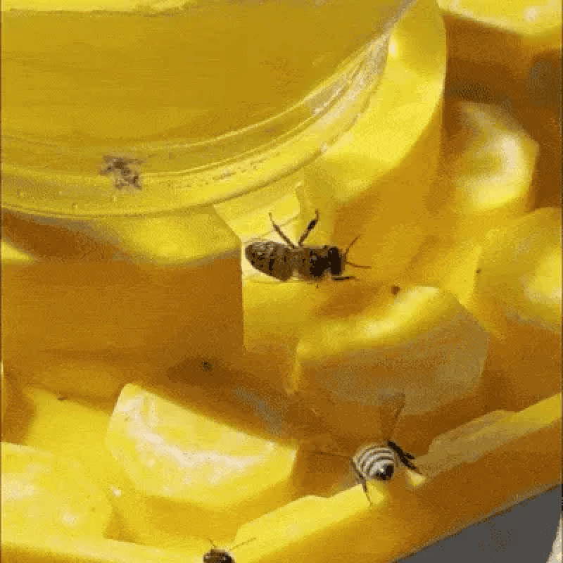 WaterBee - Point d'eau pour abeilles pour vos jardins