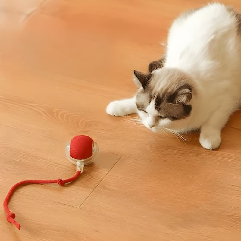 CatRacer