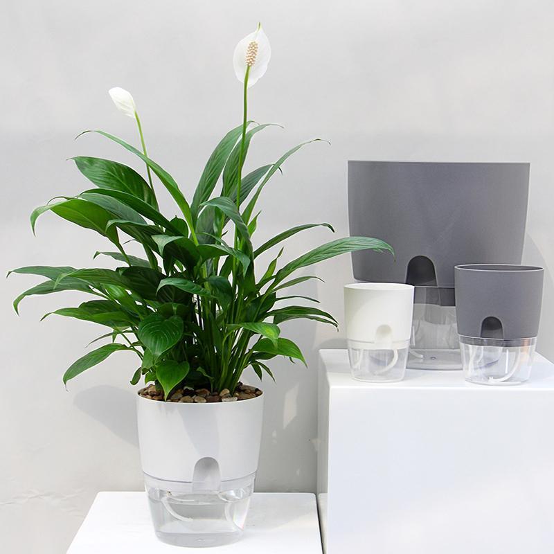 Gluschwein - Selbstbewässernder hydroponischer Blumentopf