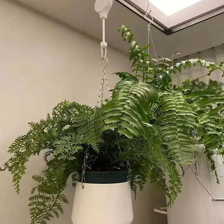 2+2 Gratuit | L'élégant ensemble de suspensions pour plantes d'intérieur