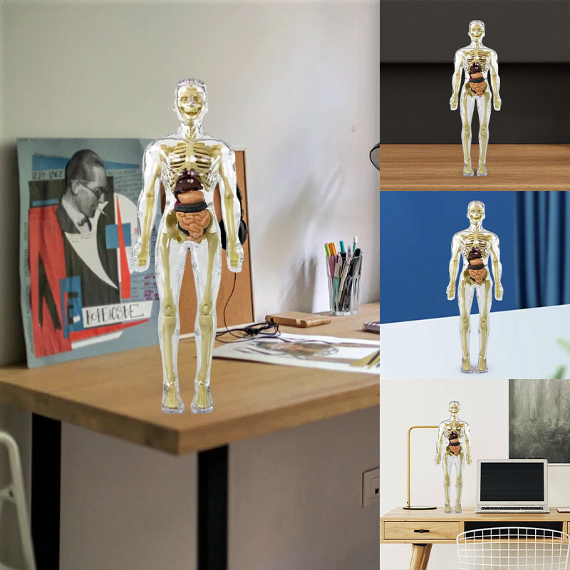 Gluschwein - Kinderanatomiemodell Skelett 3D-Modell des menschlichen Torsos