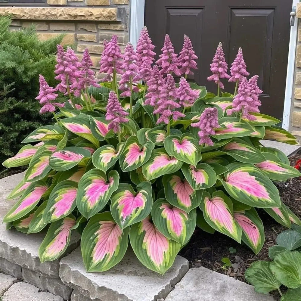 Seltene Hosta-Samen – Luxuriöse Zierpflanze mit dekorativem Laub