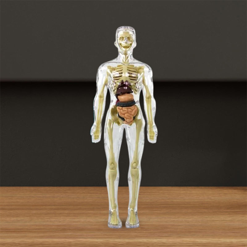 Gluschwein - Kinderanatomiemodell Skelett 3D-Modell des menschlichen Torsos