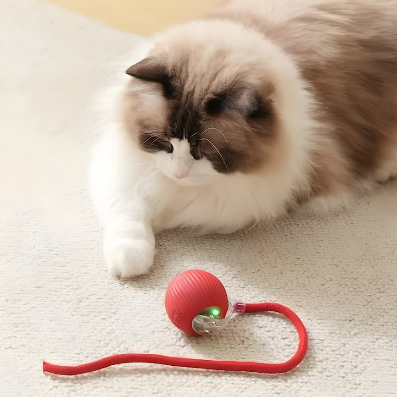 CatRacer