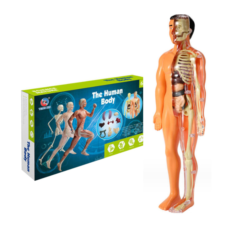 Gluschwein - Kinderanatomiemodell Skelett 3D-Modell des menschlichen Torsos Stil B
