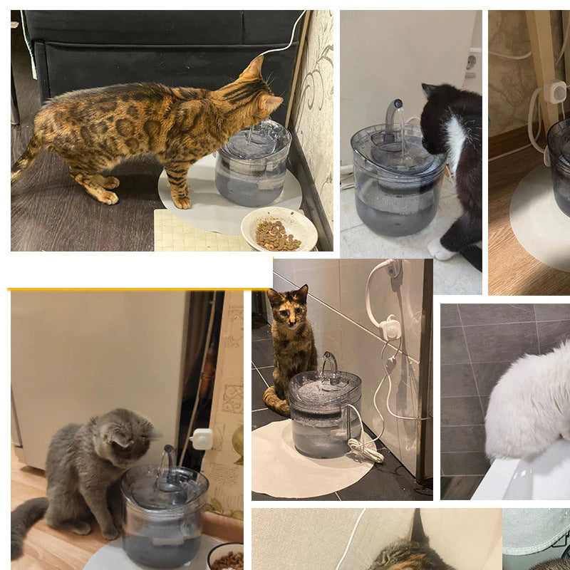 Gluschwein - Trinkbrunnen für Katzen und Hunde