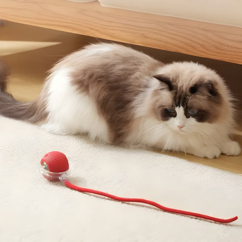 CatRacer