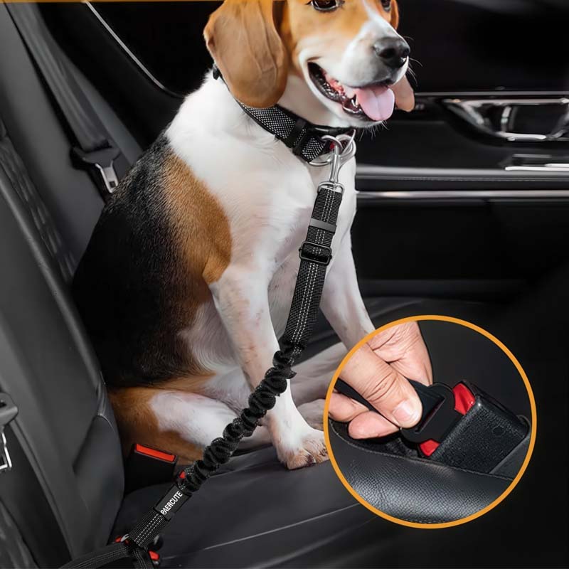 Laisse de ceinture de sécurité pour animaux de compagnie