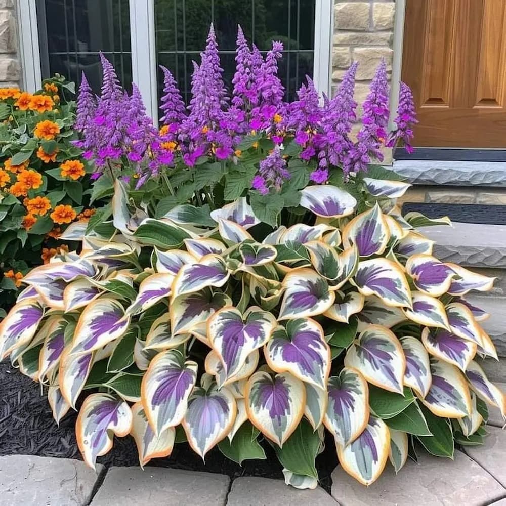 Seltene Hosta-Samen – Luxuriöse Zierpflanze mit dekorativem Laub