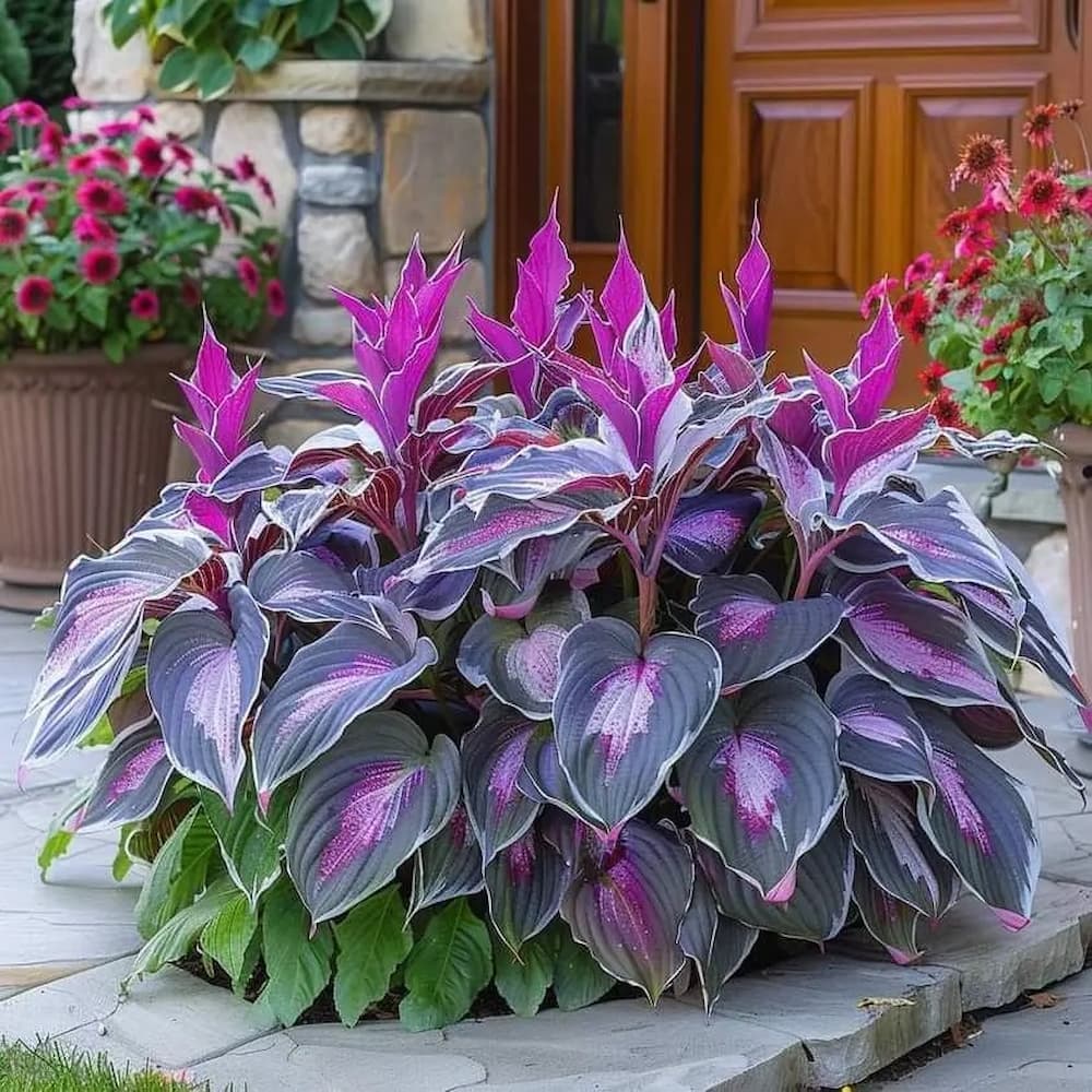 Seltene Hosta-Samen – Luxuriöse Zierpflanze mit dekorativem Laub