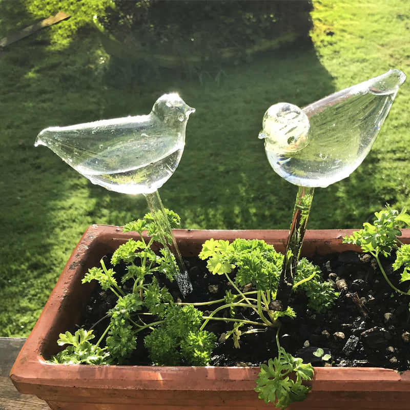 Gluschwein - Selbstbewässernde Glasvögel