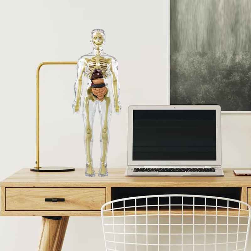 Gluschwein - Kinderanatomiemodell Skelett 3D-Modell des menschlichen Torsos