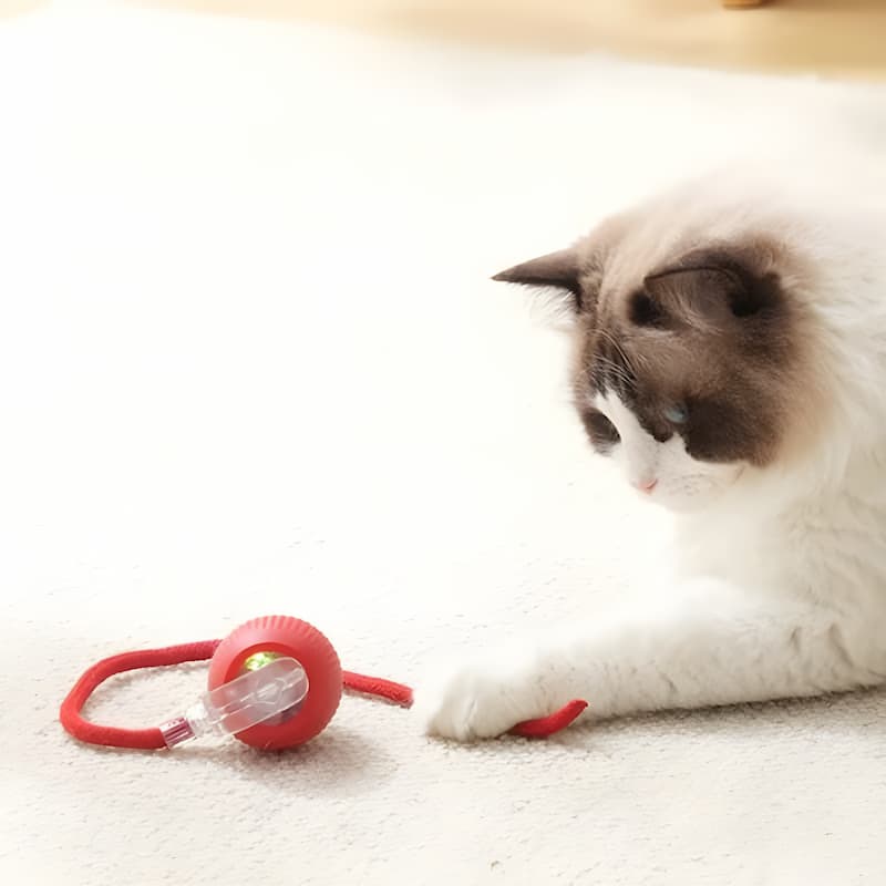 CatRacer