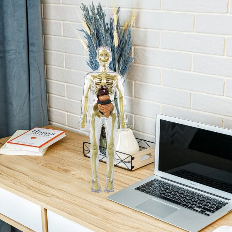 Gluschwein - Kinderanatomiemodell Skelett 3D-Modell des menschlichen Torsos