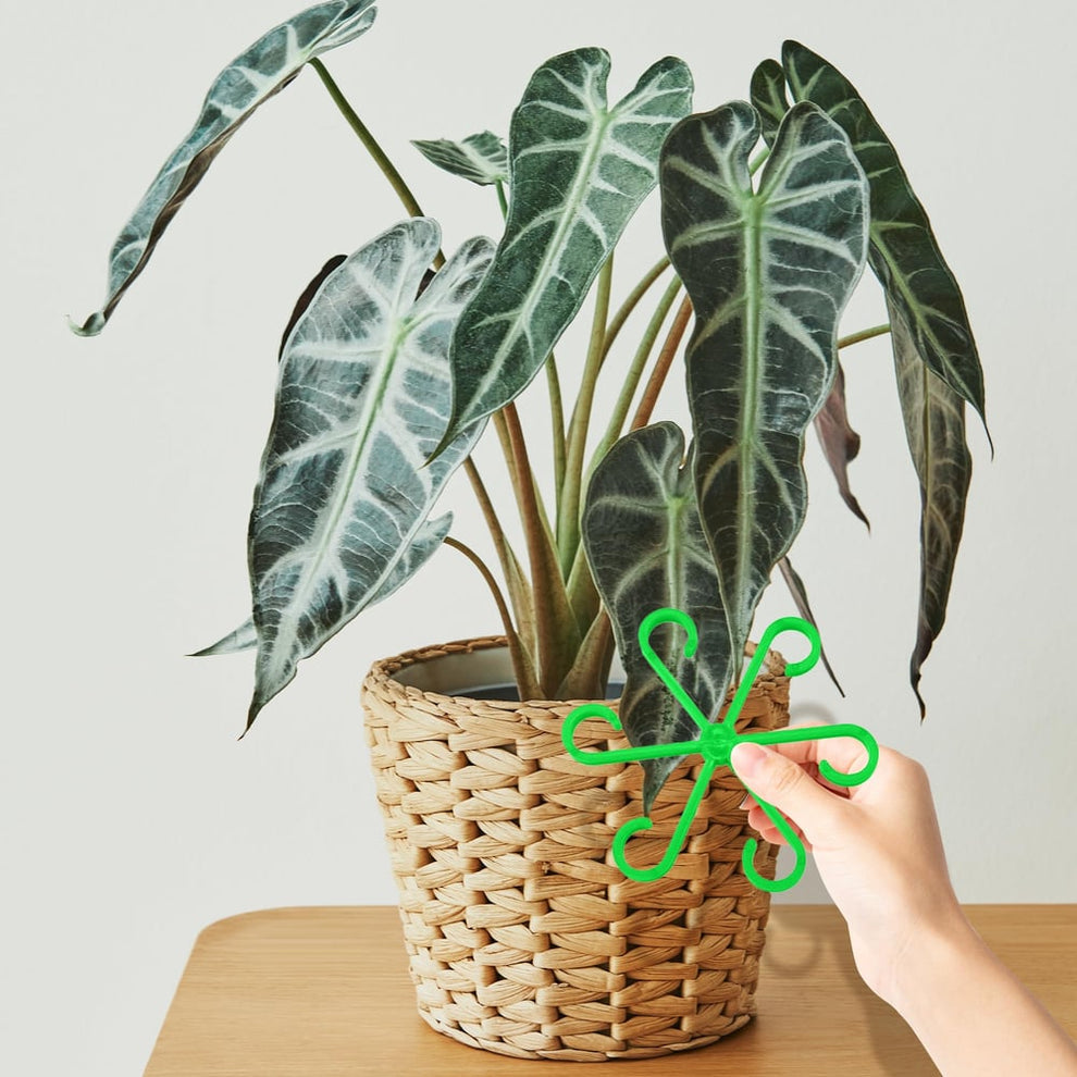 CompactPlant - Kit de stabilisation des tiges de plantes – Pour une croissance saine et une assise sûre