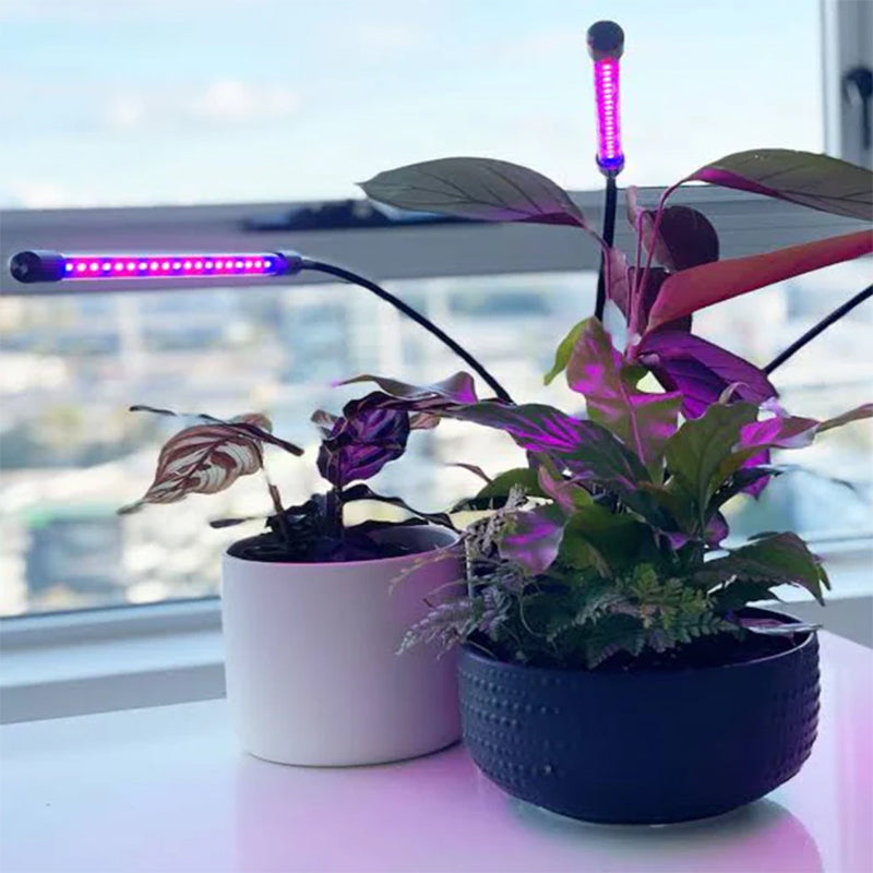 Gluschwein - LED-Pflanzenwachstumslicht