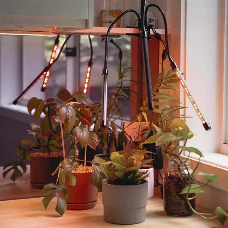 Gluschwein - LED-Pflanzenwachstumslicht