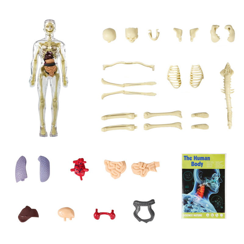 Gluschwein - Kinderanatomiemodell Skelett 3D-Modell des menschlichen Torsos