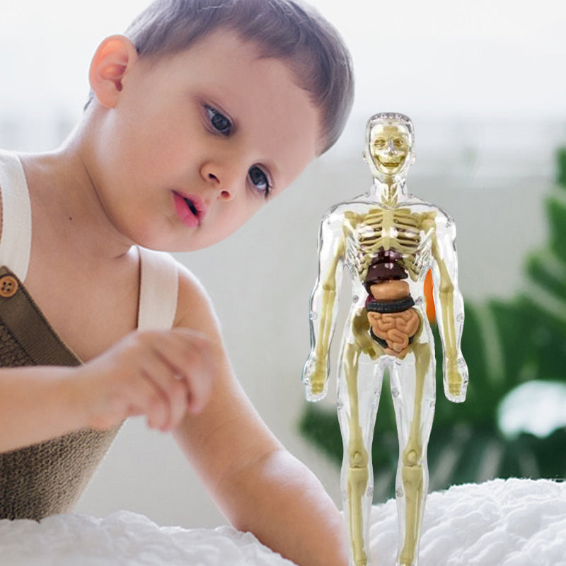Gluschwein - Kinderanatomiemodell Skelett 3D-Modell des menschlichen Torsos