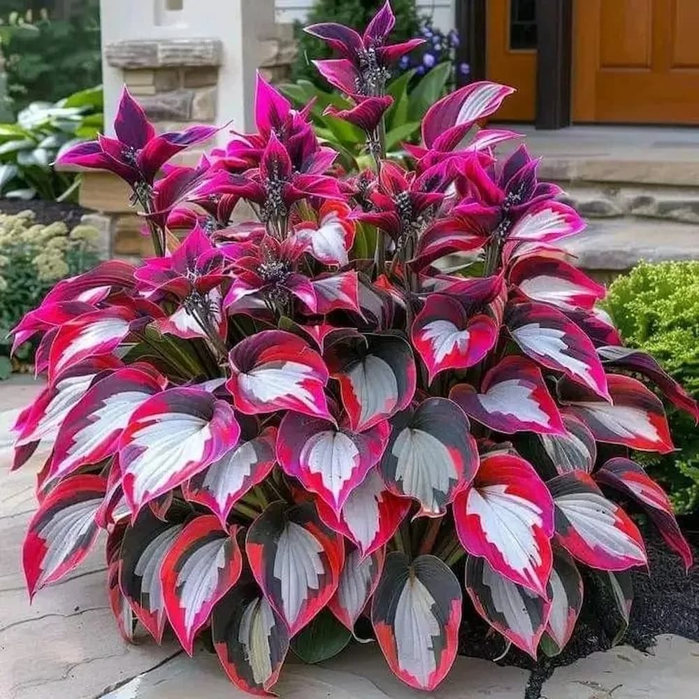 Seltene Hosta-Samen – Luxuriöse Zierpflanze mit dekorativem Laub