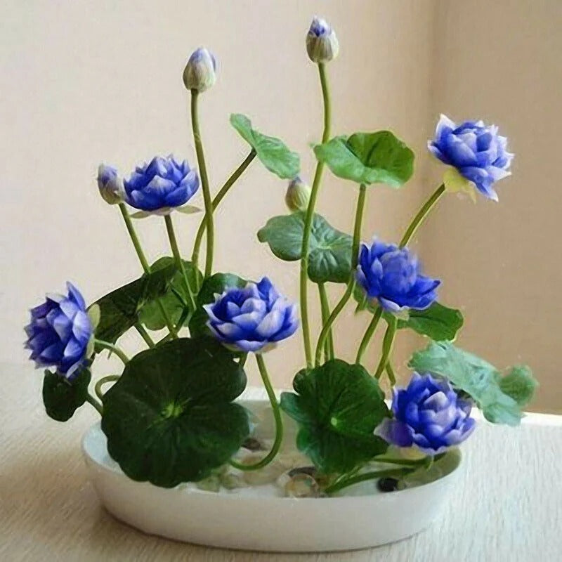 Bunte Bonsai-Lotus-Samen
