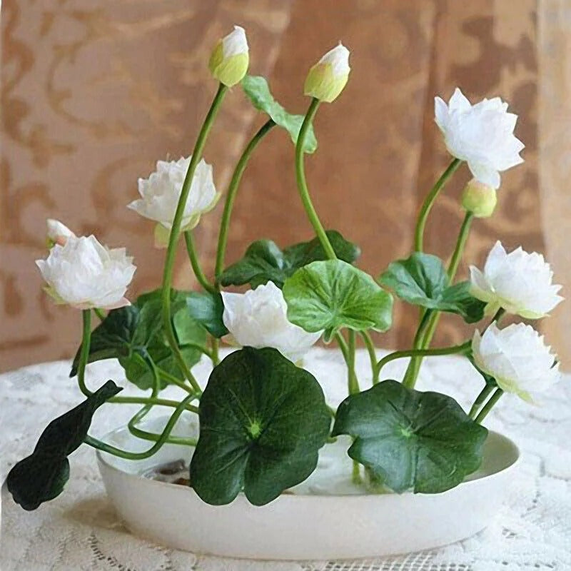 Bunte Bonsai-Lotus-Samen