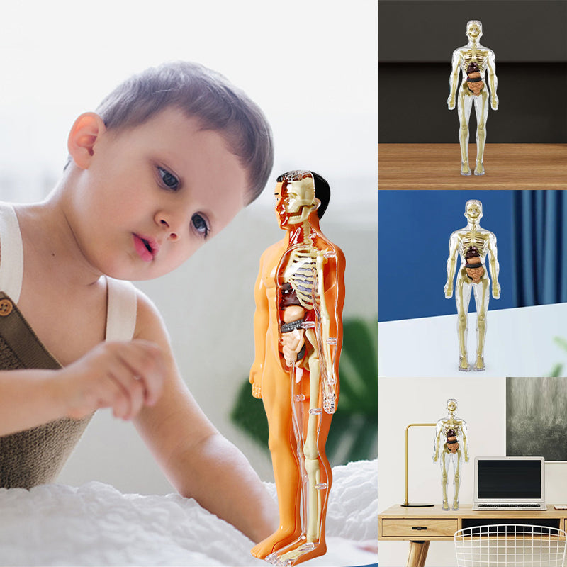 Gluschwein - Kinderanatomiemodell Skelett 3D-Modell des menschlichen Torsos