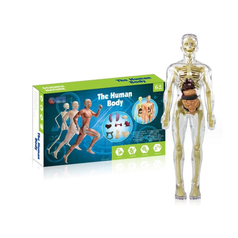Gluschwein - Kinderanatomiemodell Skelett 3D-Modell des menschlichen Torsos Stil A