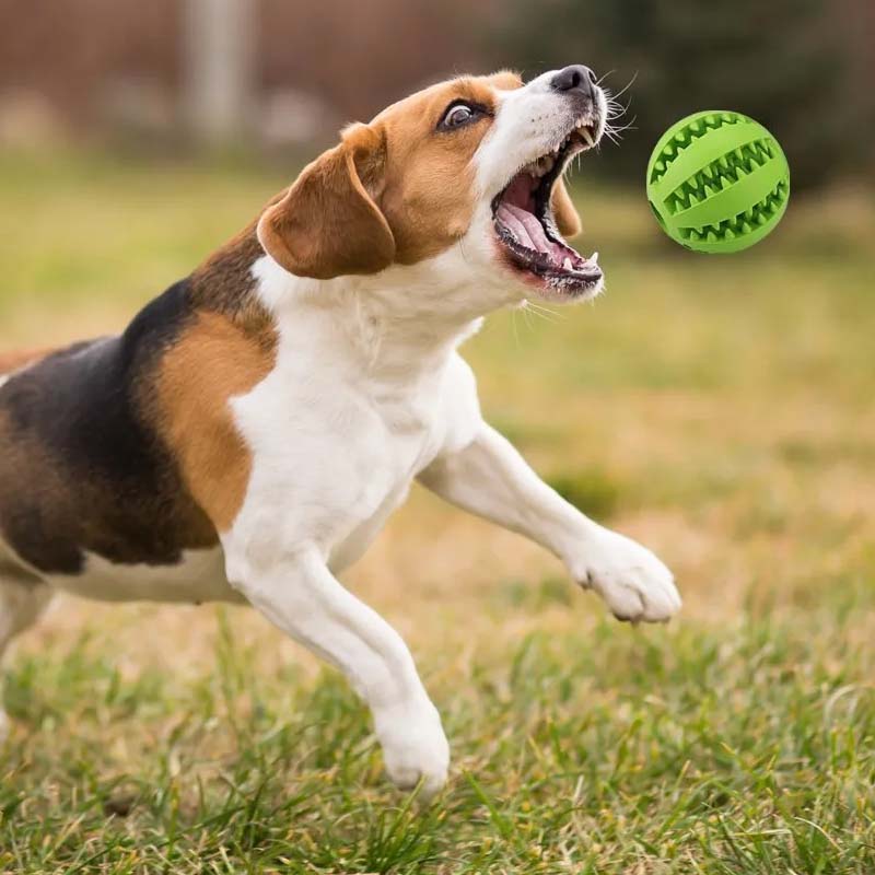 Jouets de dentition pour chiens