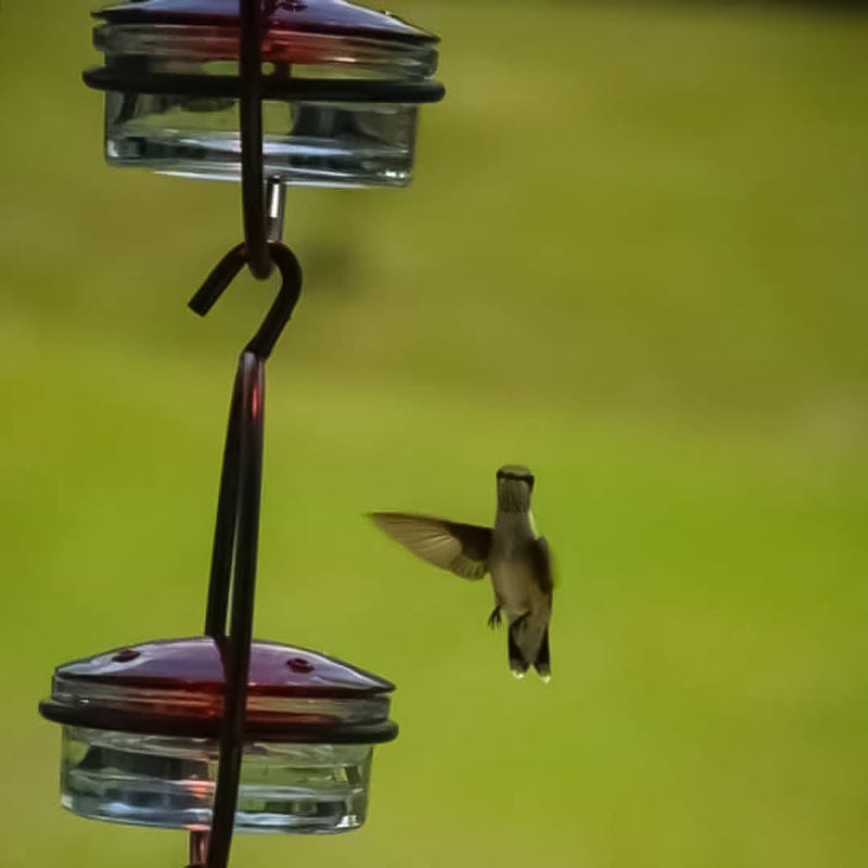 Gluschwein - Einfacher Kolibri-Wasserspender aus Metall