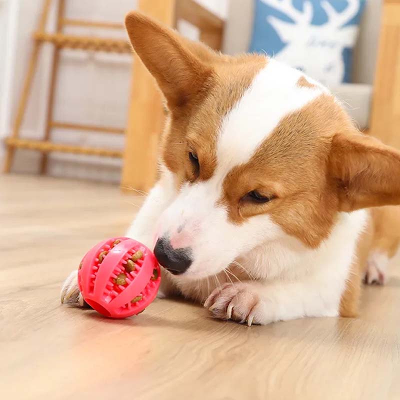 Jouets de dentition pour chiens