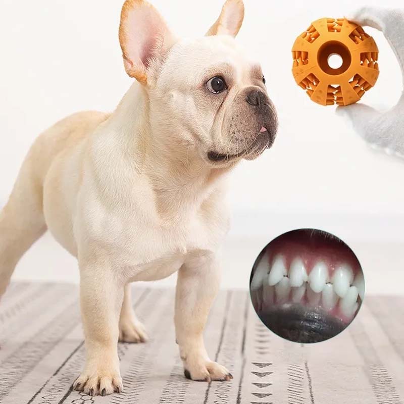 Jouets de dentition pour chiens