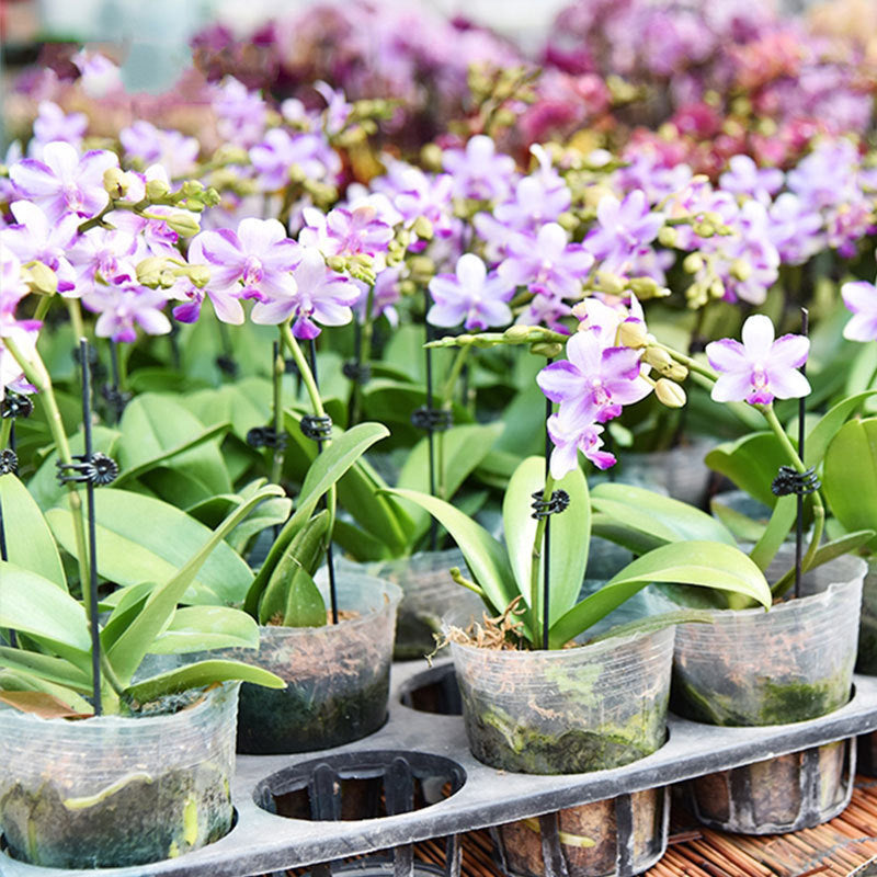 Gluschwein - Befestigungsclip für Pflanzenblumen an Stützstangen