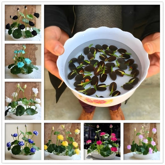 Graines de lotus colorées pour bonsaï