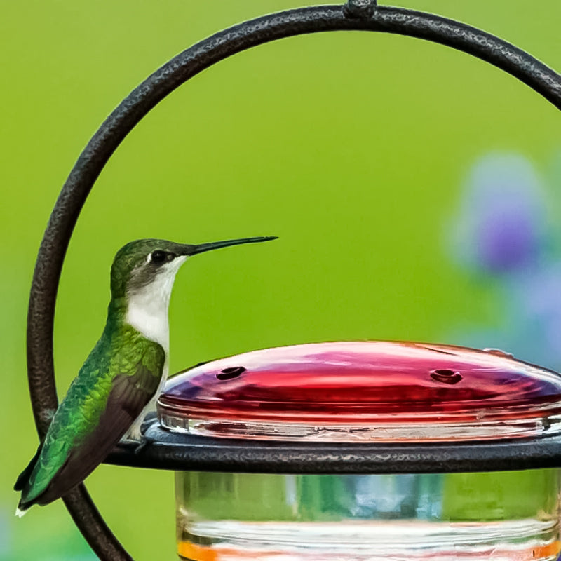 Gluschwein - Einfacher Kolibri-Wasserspender aus Metall