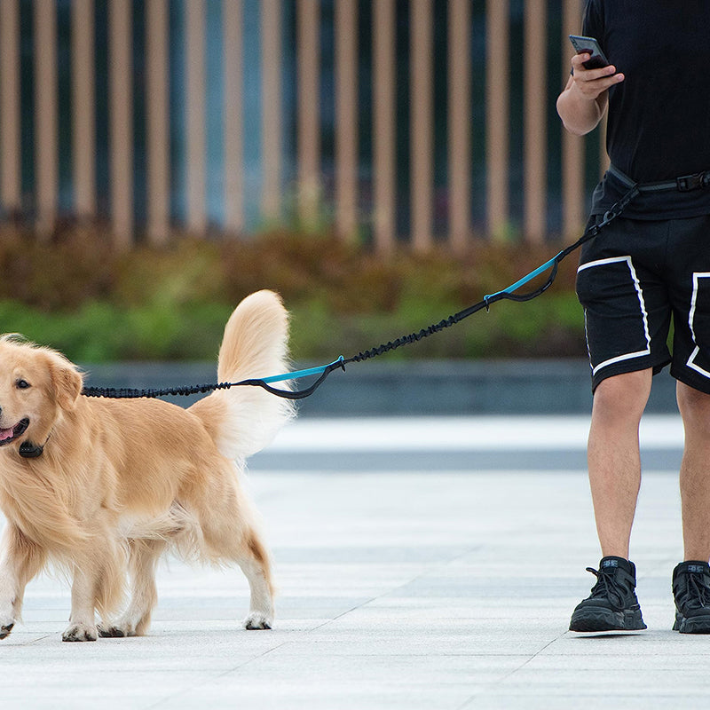 Laisse et sac ceinture multifonctions pour chien