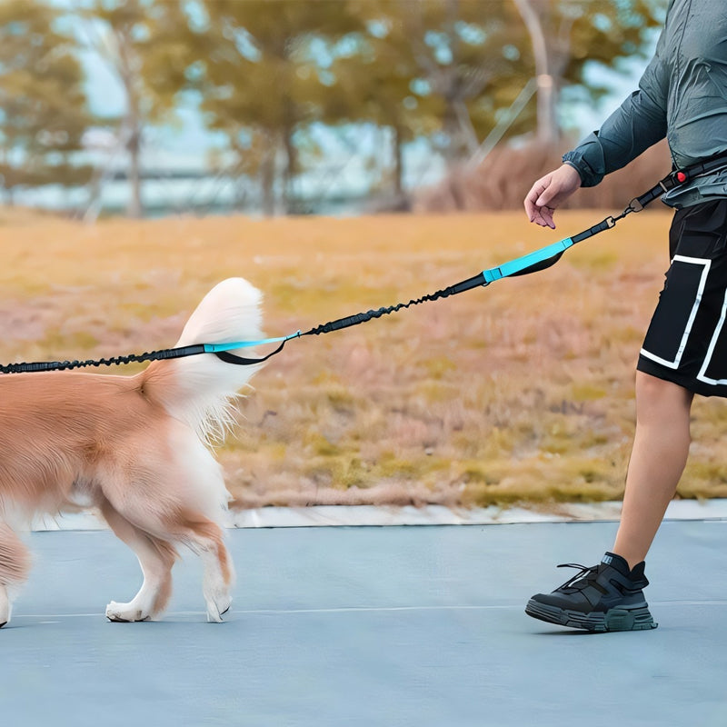 Laisse et sac ceinture multifonctions pour chien