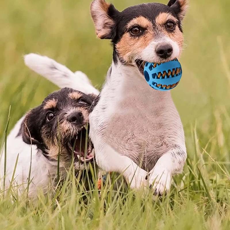 Zahnungsspielzeug für Hunde