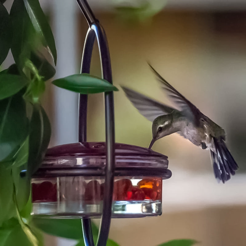 Gluschwein - Einfacher Kolibri-Wasserspender aus Metall