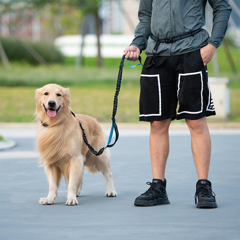 Laisse et sac ceinture multifonctions pour chien