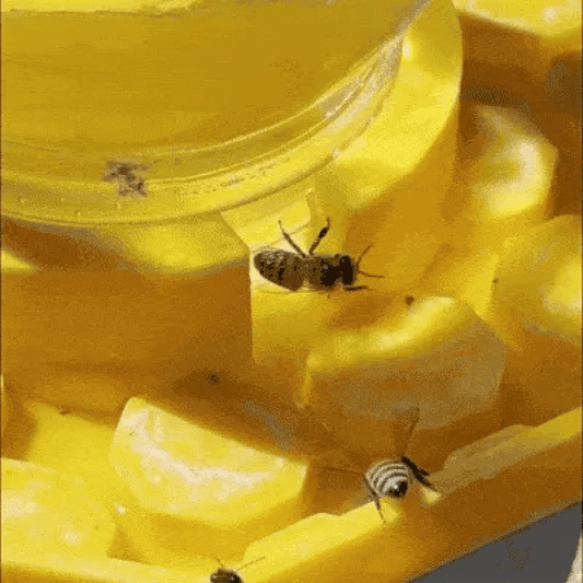 WaterBee - Point d'eau pour abeilles pour vos jardins