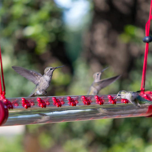 Gluschwein - Blumenbar-Kolibri-Futterstation