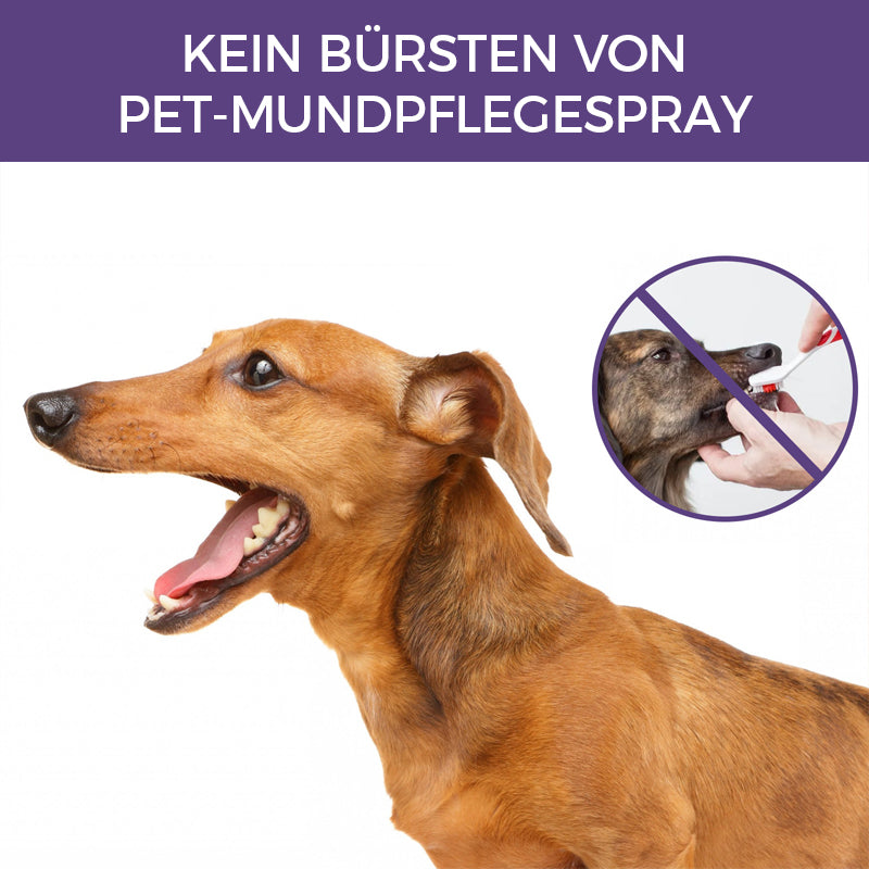 Gluschwein - Hunde- und Katzenzahnreinigungsspray