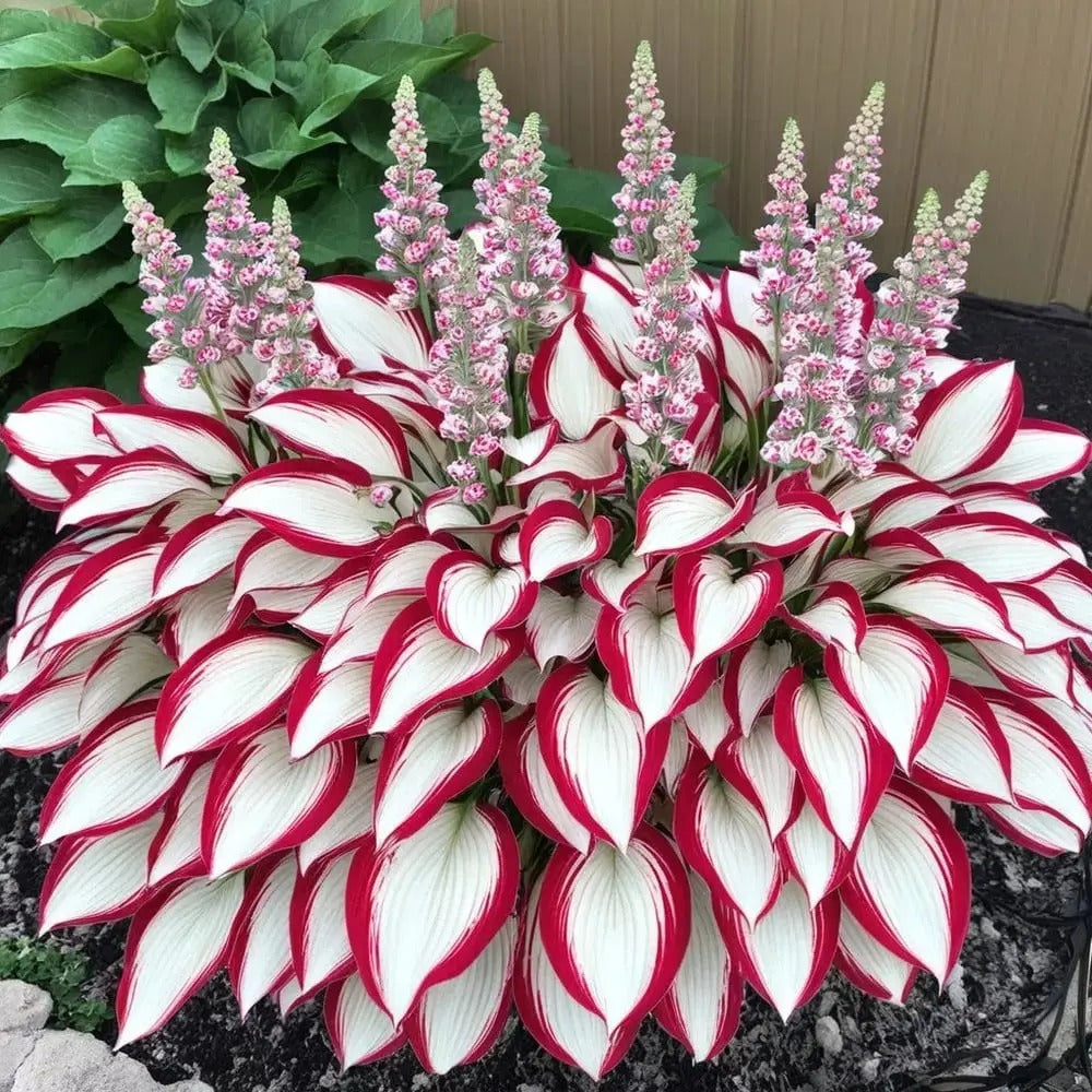 Seltene Hosta-Samen – Luxuriöse Zierpflanze mit dekorativem Laub