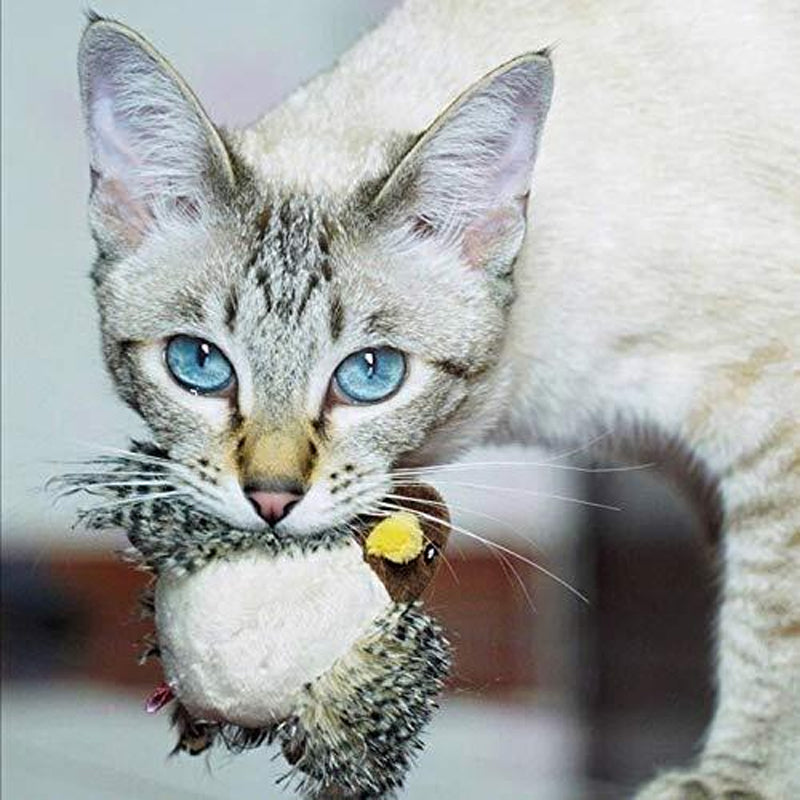 Jouet pour chat – Oiseau gazouillant simulé