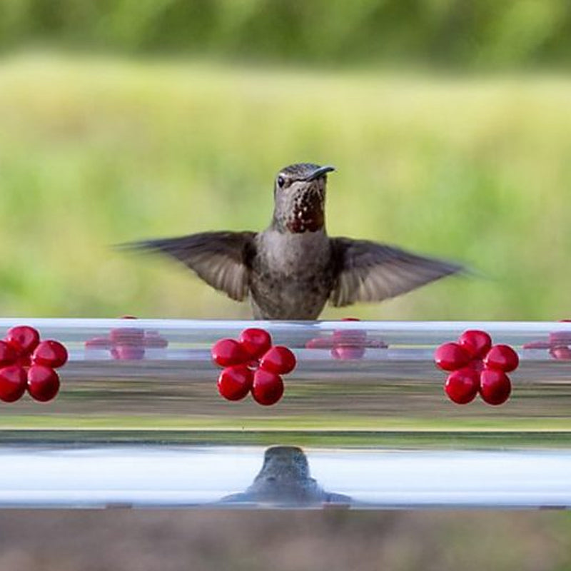 Gluschwein - Blumenbar-Kolibri-Futterstation