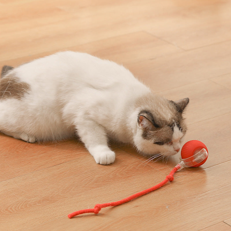 😽49% Rabatt für eine begrenzte Zeit 🔥 Automatisch rollender intelligenter Haustierball